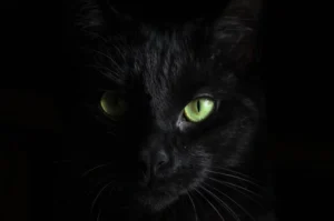 kucing-hitam-2026-misteri-bisikan-gaib-penghancur-keluarga