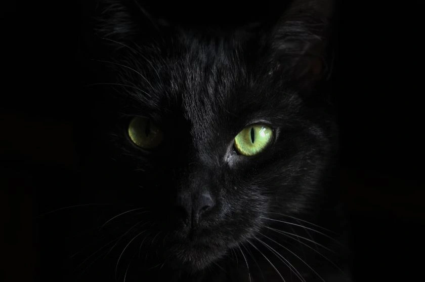 kucing-hitam-2026-misteri-bisikan-gaib-penghancur-keluarga